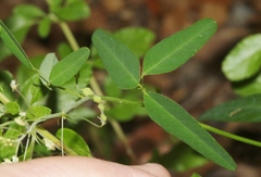 Desmodium procumbens