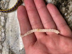 Cestoda