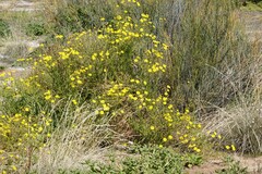 Osteospermum microcarpum
