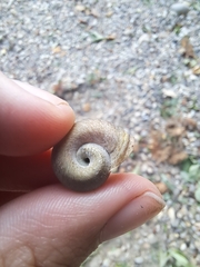 Planorbella trivolvis