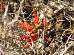 Erythrina acanthocarpa