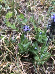 Veronica wormskjoldii