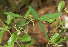 Desmodium procumbens