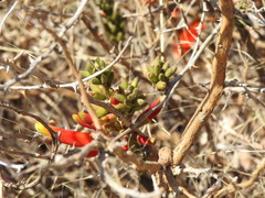 Erythrina acanthocarpa