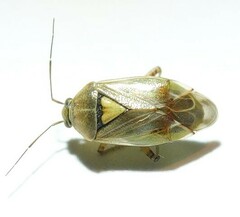 Lygus gemellatus