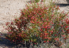 Hermannia stricta