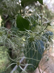 Clematis vitalba