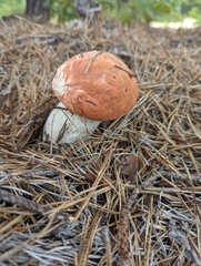 Leccinum aurantiacum