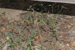 Desmodium procumbens