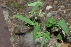 Desmodium procumbens