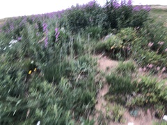 Marmota