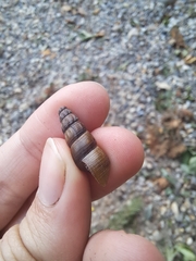 Juga plicifera