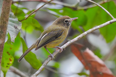 Hemitriccus orbitatus