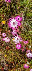 Cleretum bellidiforme