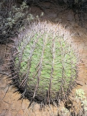 Ferocactus cylindraceus