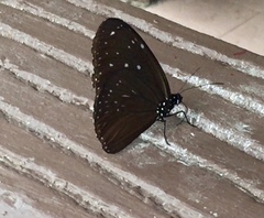 Euploea mulciber mulciber