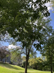 Aesculus hippocastanum