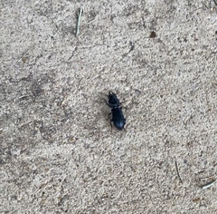 Scarites subterraneus