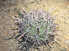 Ferocactus cylindraceus