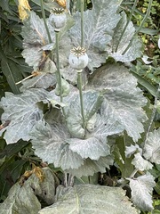 Papaver somniferum