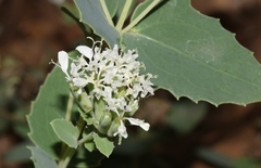 Guardiola platyphylla