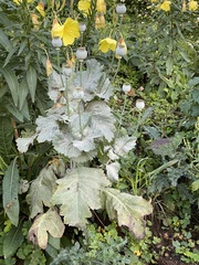Papaver somniferum