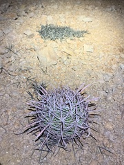 Ferocactus cylindraceus
