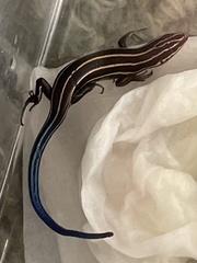 Plestiodon fasciatus