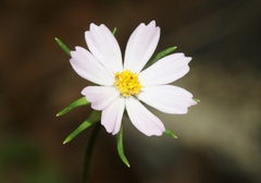 Cosmos parviflorus