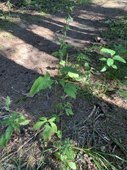 Nabalus trifoliolatus