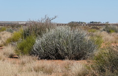 Euphorbia gregaria