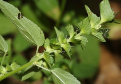 Acalypha neomexicana