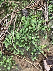 Fissidens taxifolius