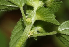 Acalypha neomexicana