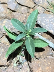Ditaxis serrata