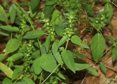 Acalypha neomexicana