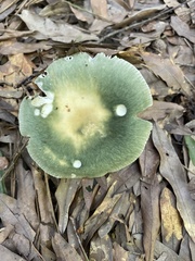 Heterophyllidia
