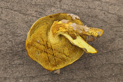Retiboletus ornatipes