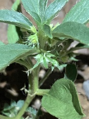 Ditaxis serrata