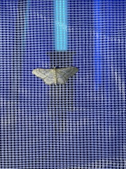 Idaea aversata
