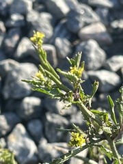Sisymbrium officinale