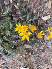 Arnica latifolia