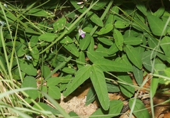 Desmodium batocaulon