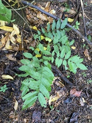 Wisteria sinensis