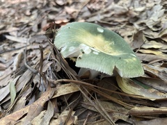 Heterophyllidia