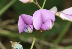 Desmodium batocaulon