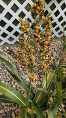 Sorghum bicolor