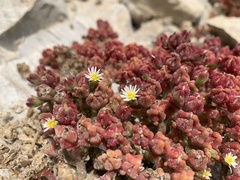 Mesembryanthemum nodiflorum