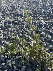 Sisymbrium officinale