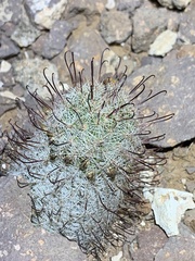 Mammillaria grahamii
